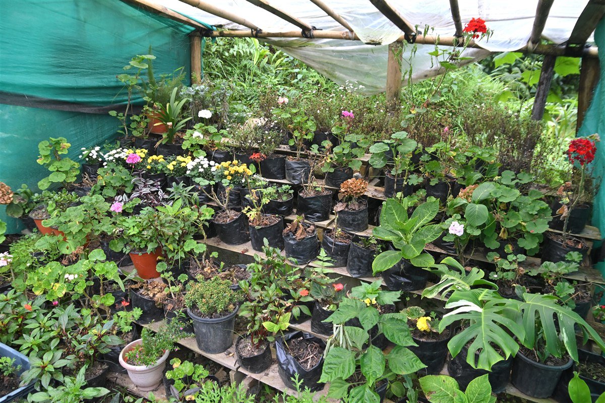 Himalayan Botanical Garden & Vibrant Nursery Blossoms